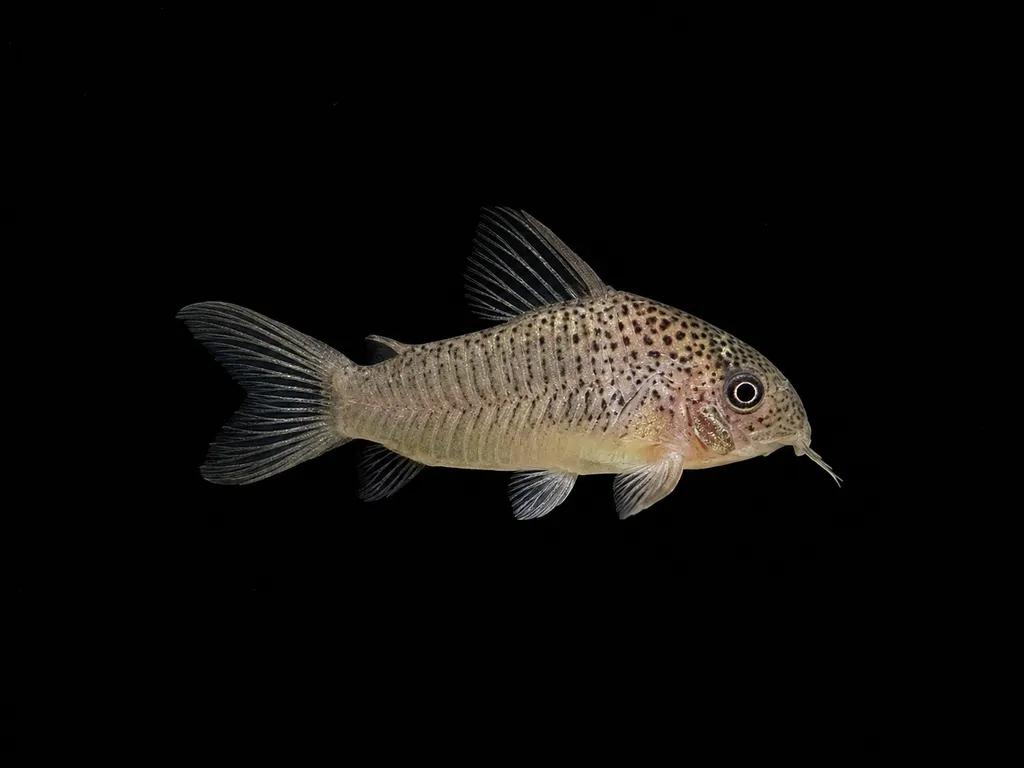 Many-spotted cory (Hoplisoma polystictum)