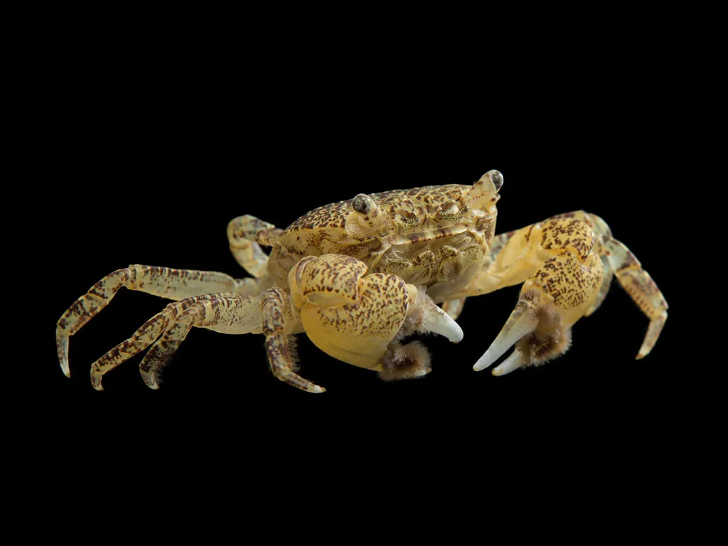 Pom pom crab (Ptychognathus barbatus)