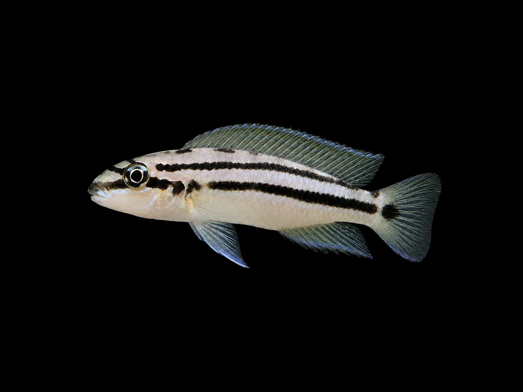 Popelin's chalinochromis (Chalinochromis popelini)