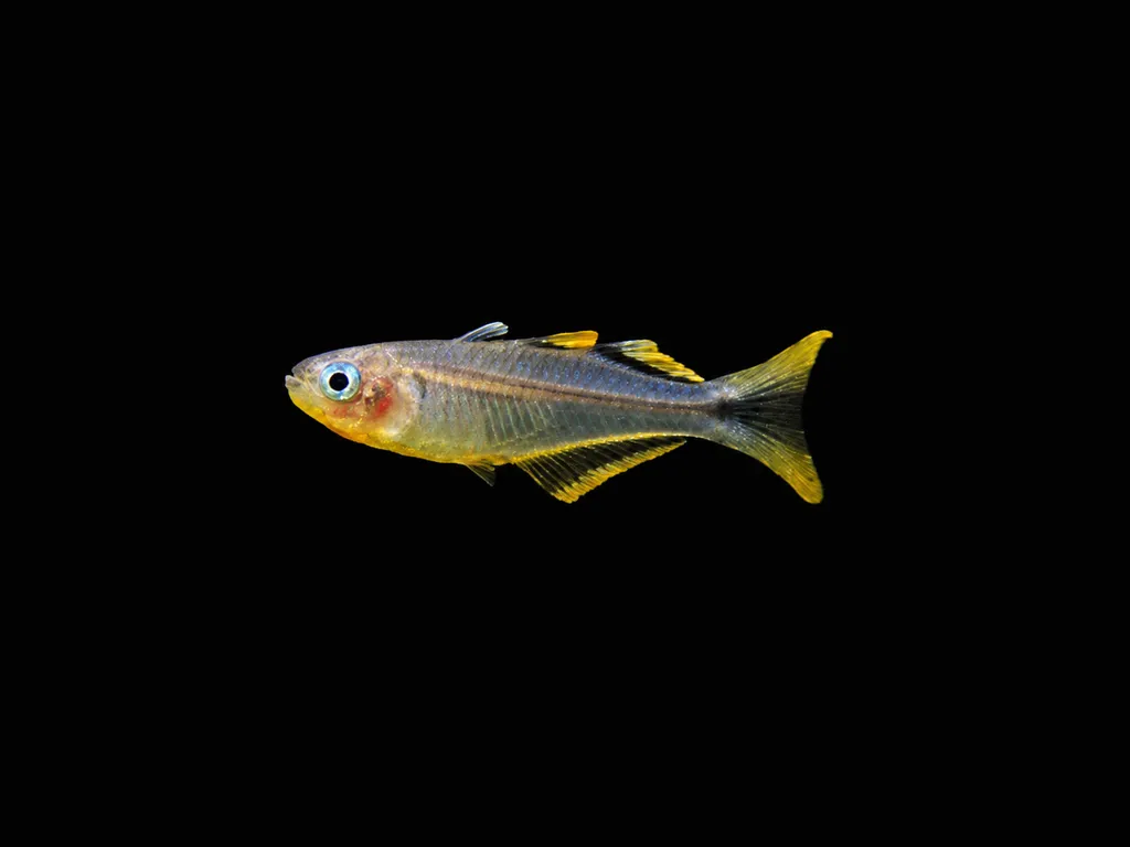 Popondetta blue-eye (Pseudomugil connieae)