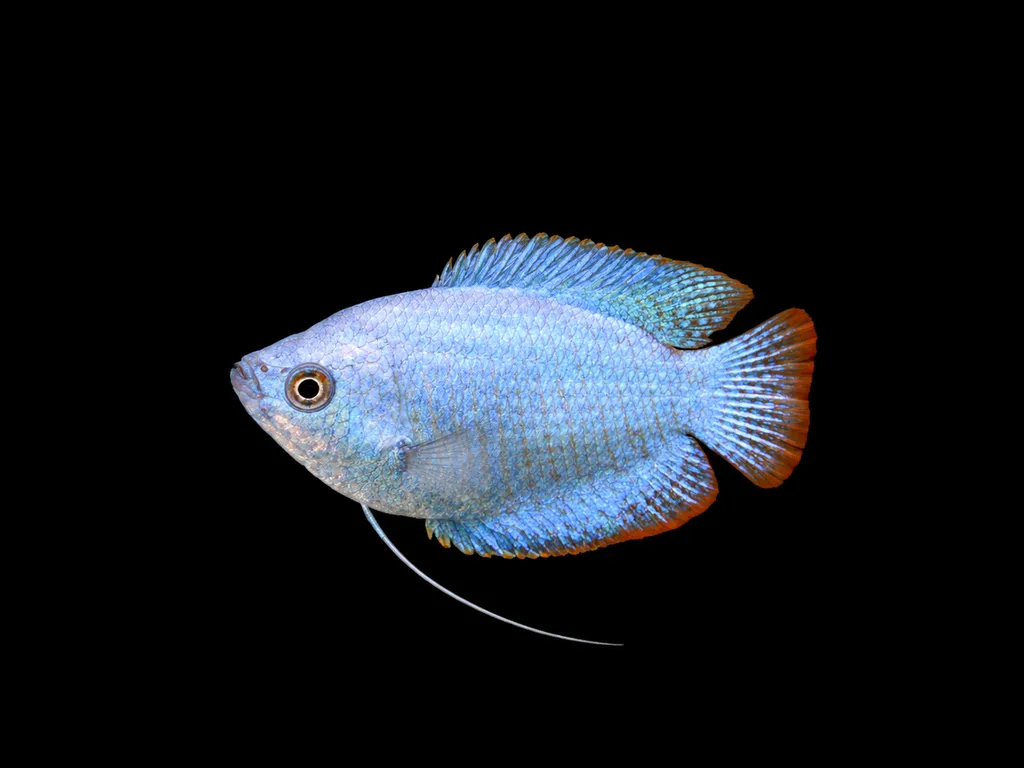 Powder blue dwarf gourami (Trichogaster lalius)