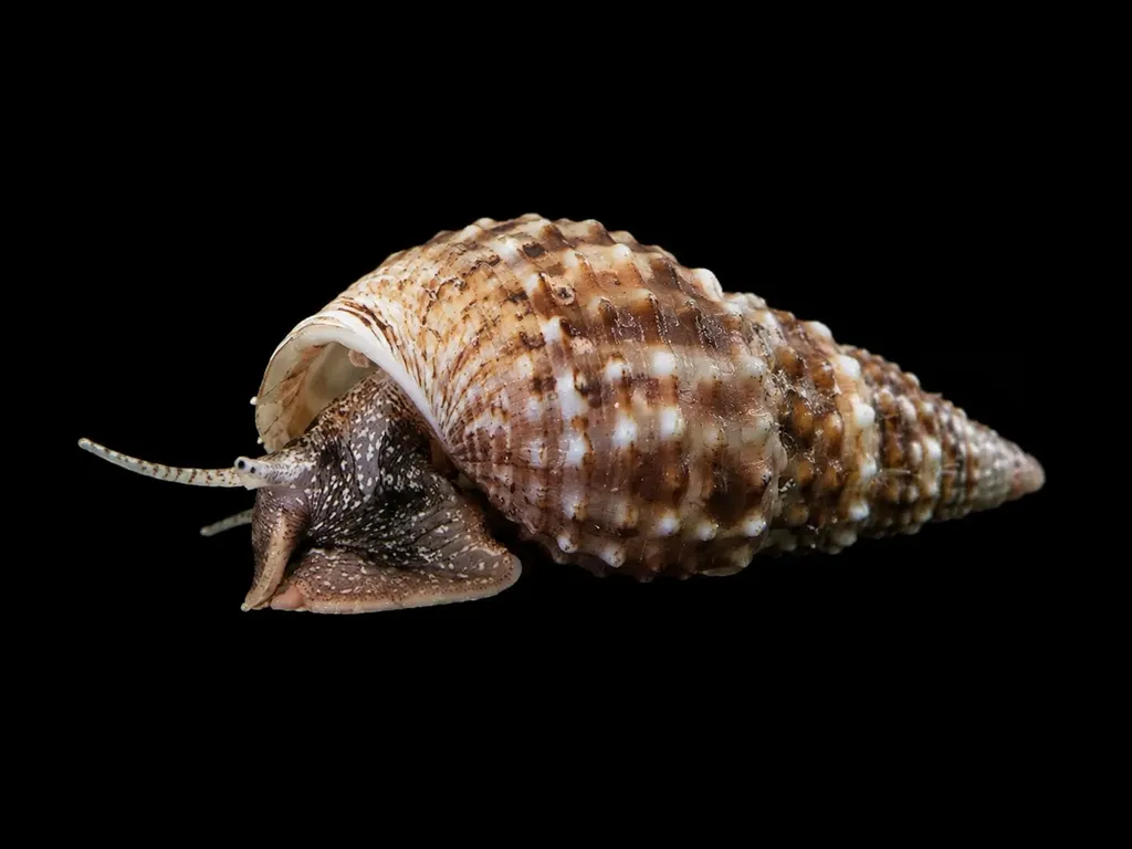 Prambanan snail (Thiara winteri)