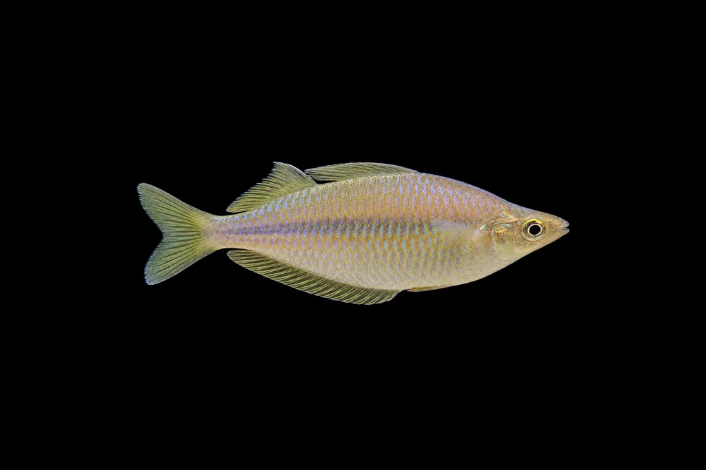 Price's rainbowfish (Chilatherina pricei)