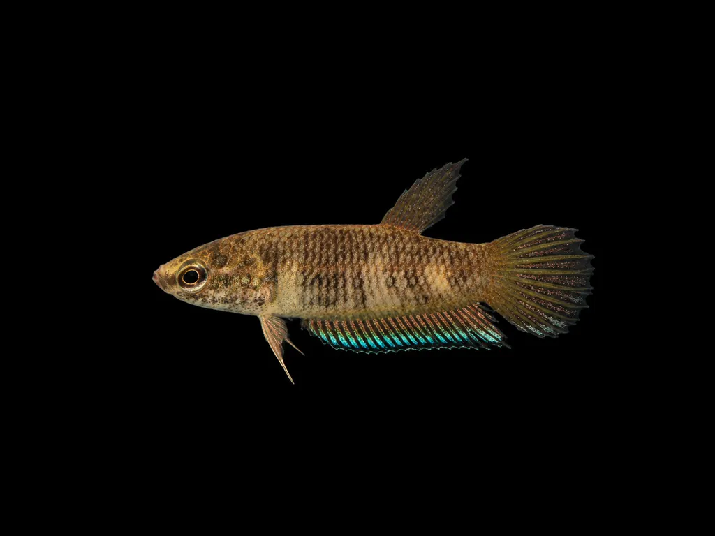 Prima betta (Betta prima)