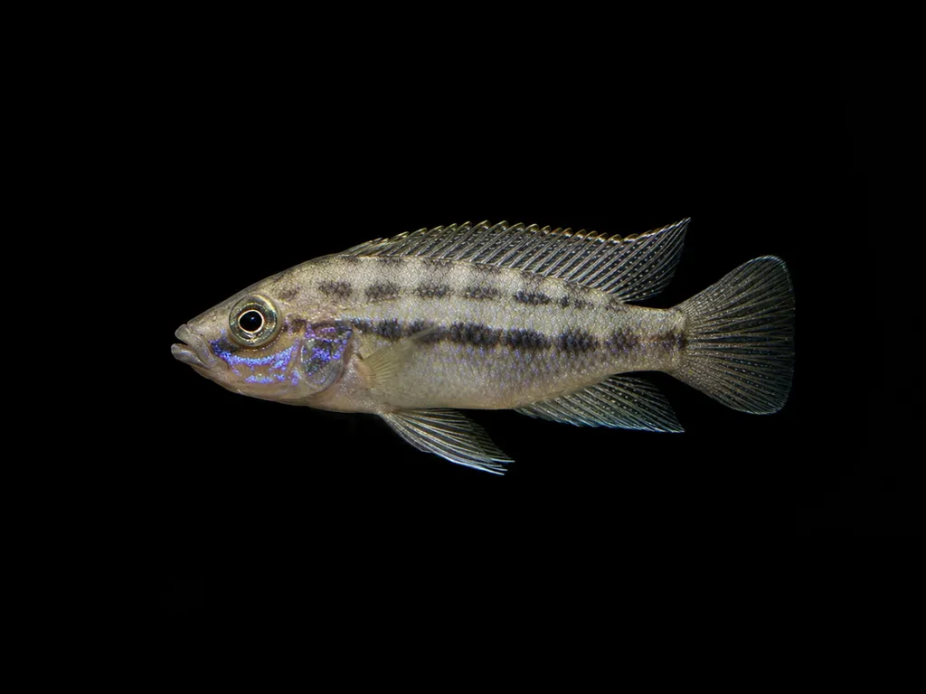 Prochilus cichlid (Neolamprologus prochilus)