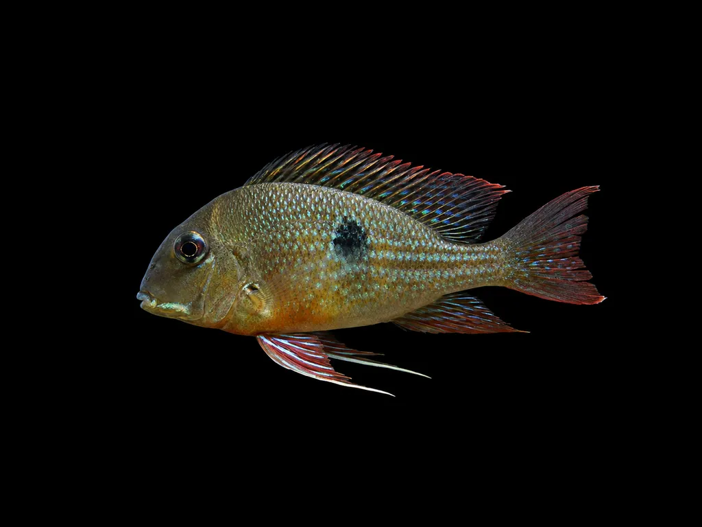 Proximus eartheater (Geophagus proximus)