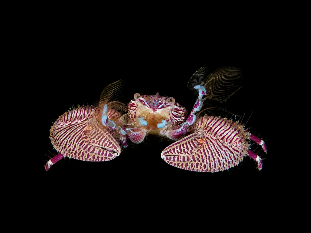 Purple zebra porcelain crab (Petrolisthes bolivarensis)