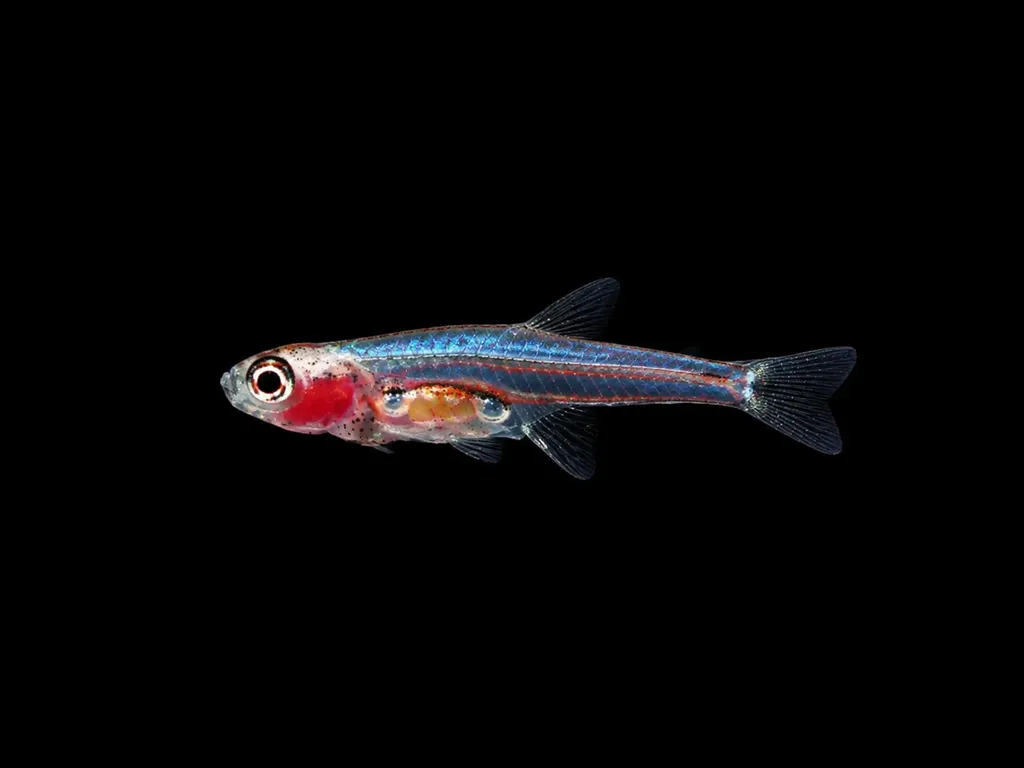 Pygmy carplet (Paedocypris progenetica)