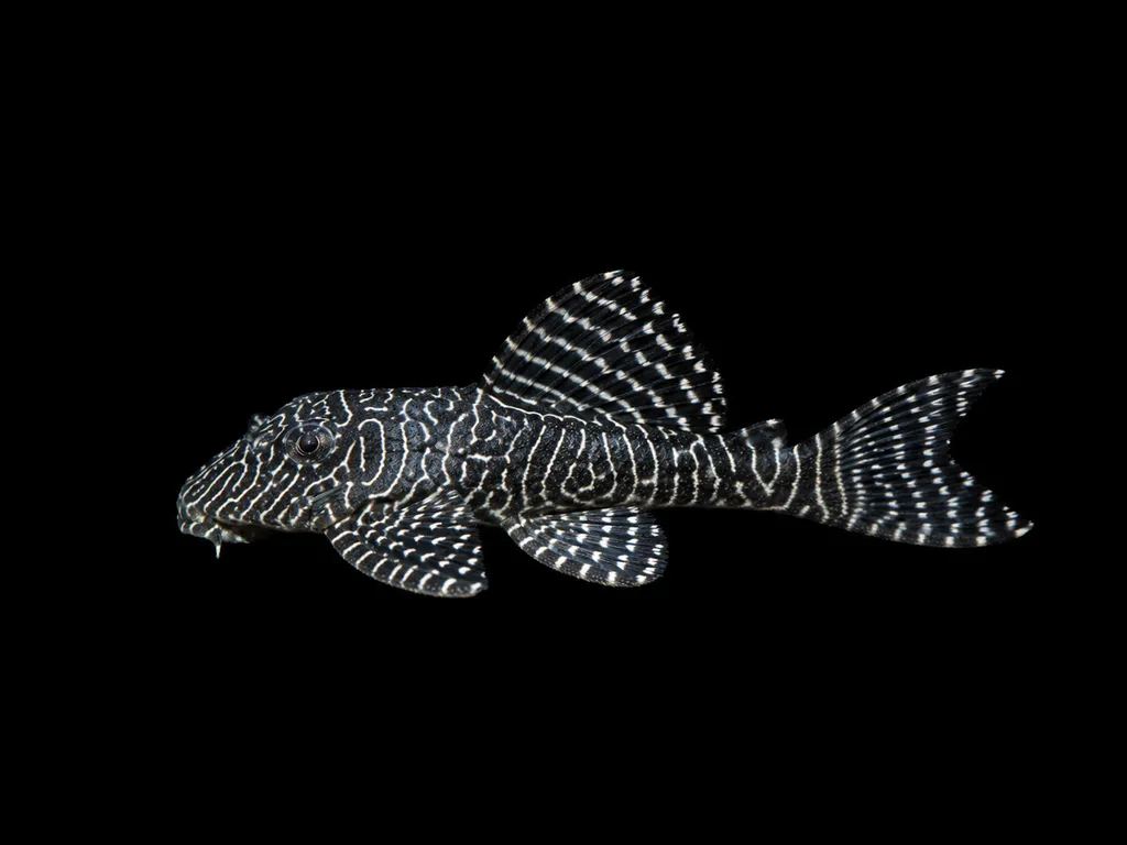 Queen arabesque pleco (L260) (Hypancistrus sp. L260)
