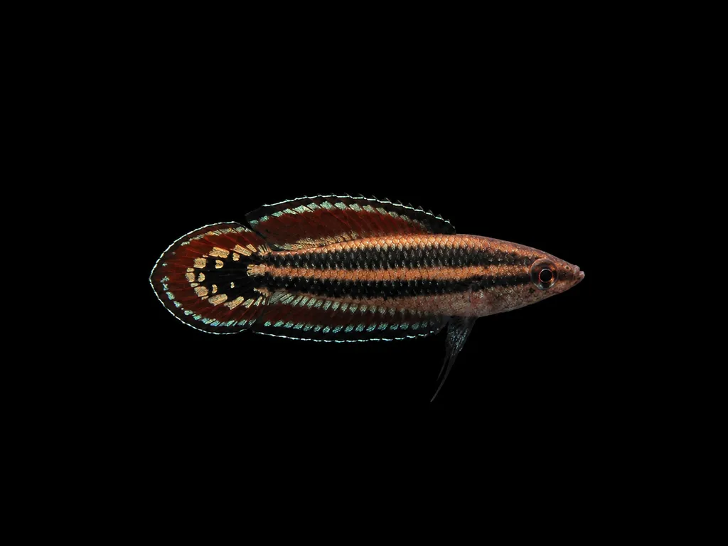 Quindecim licorice gourami (Parosphromenus quindecim)
