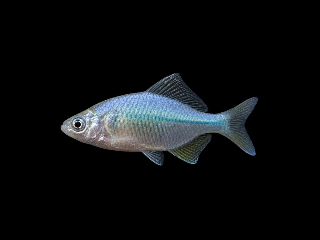 Rainbow bitterling (Acheilognathus macropterus)