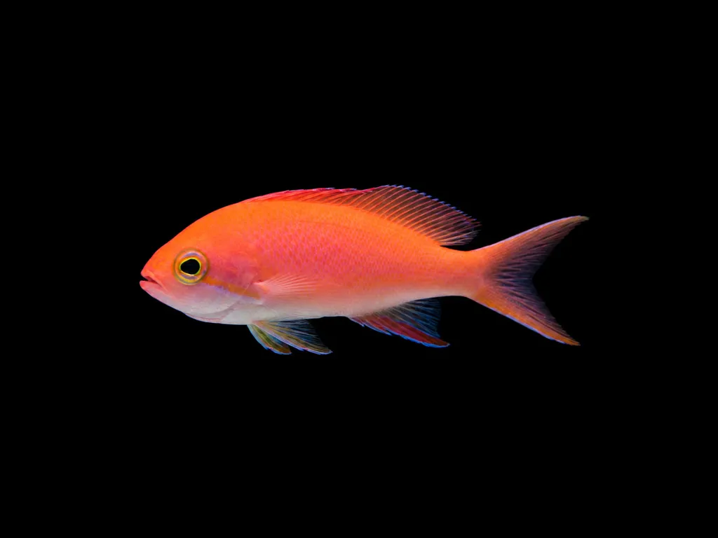 Randall's anthias (Pseudanthias randalli)