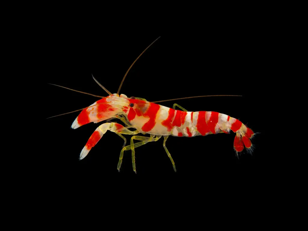 Randall's pistol shrimp (Alpheus randalli)