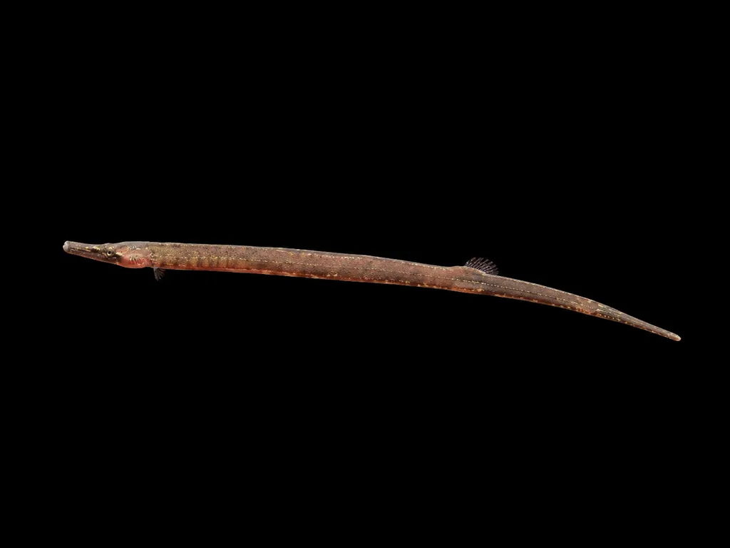 Red belly pipefish (Hippichthys heptagonus)