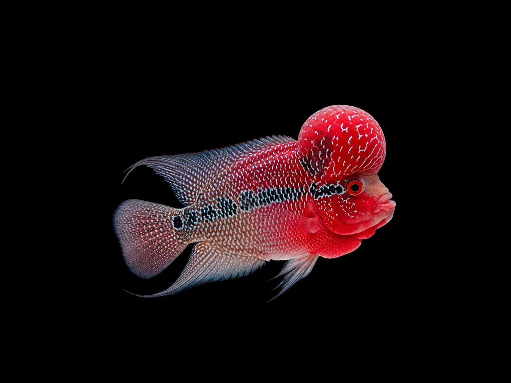 Red dragon flowerhorn (Amphilophus hybrid)