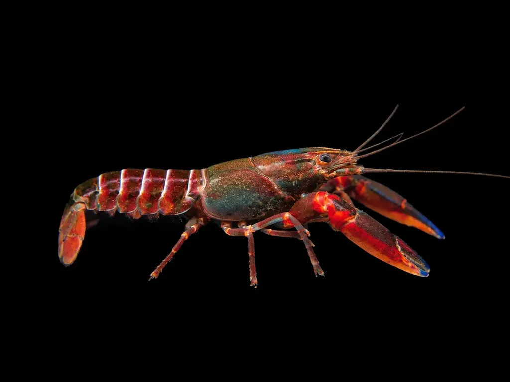 Red Kong zebra crayfish (Cherax mosessalossa)