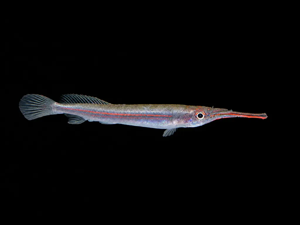 Red line halfbeak (Hemirhamphodon phaiosoma)