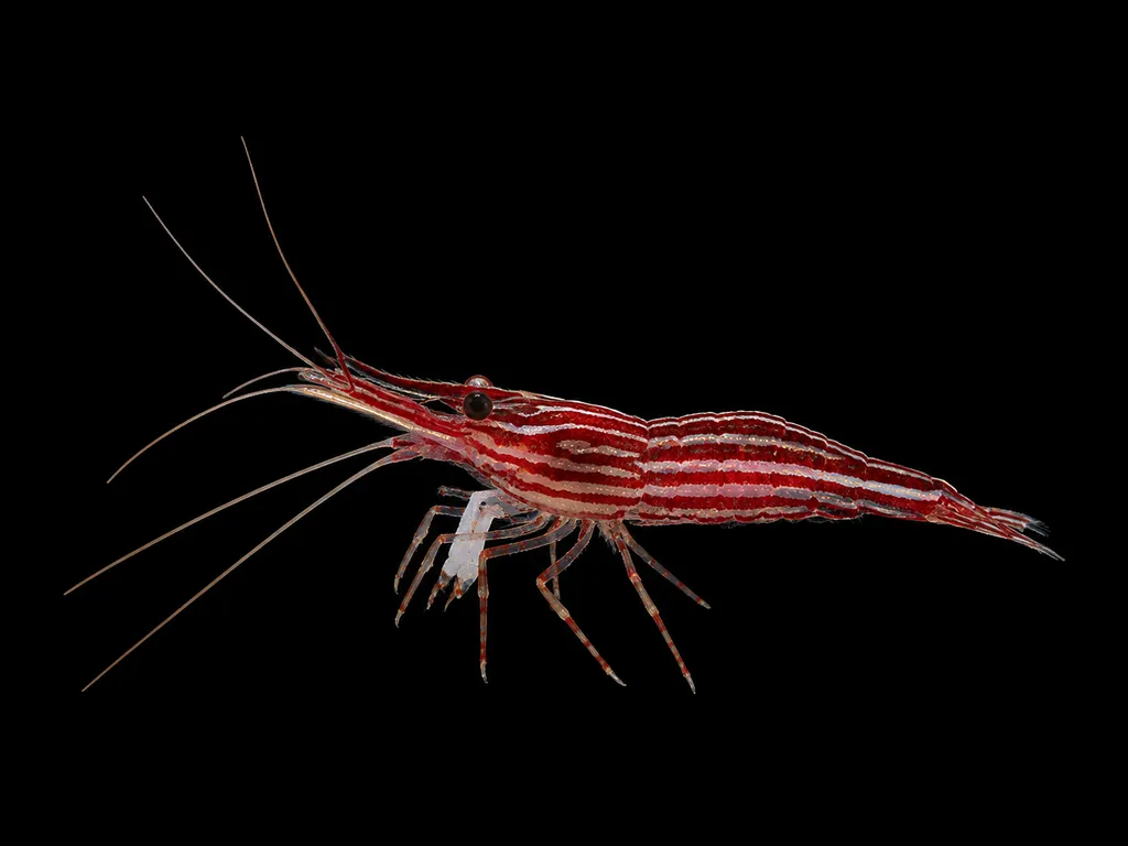 Red line shrimp (Caridina striata)