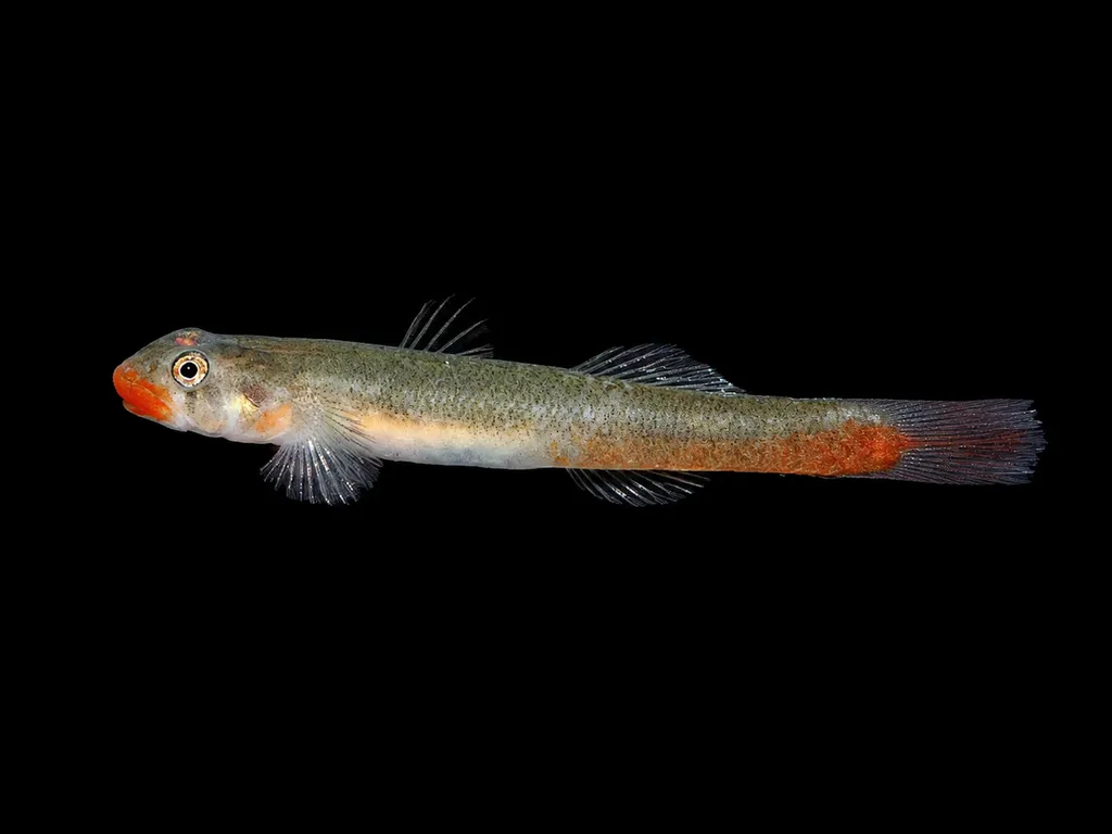 Red lip goby (Sicyopus exallisquamulus)