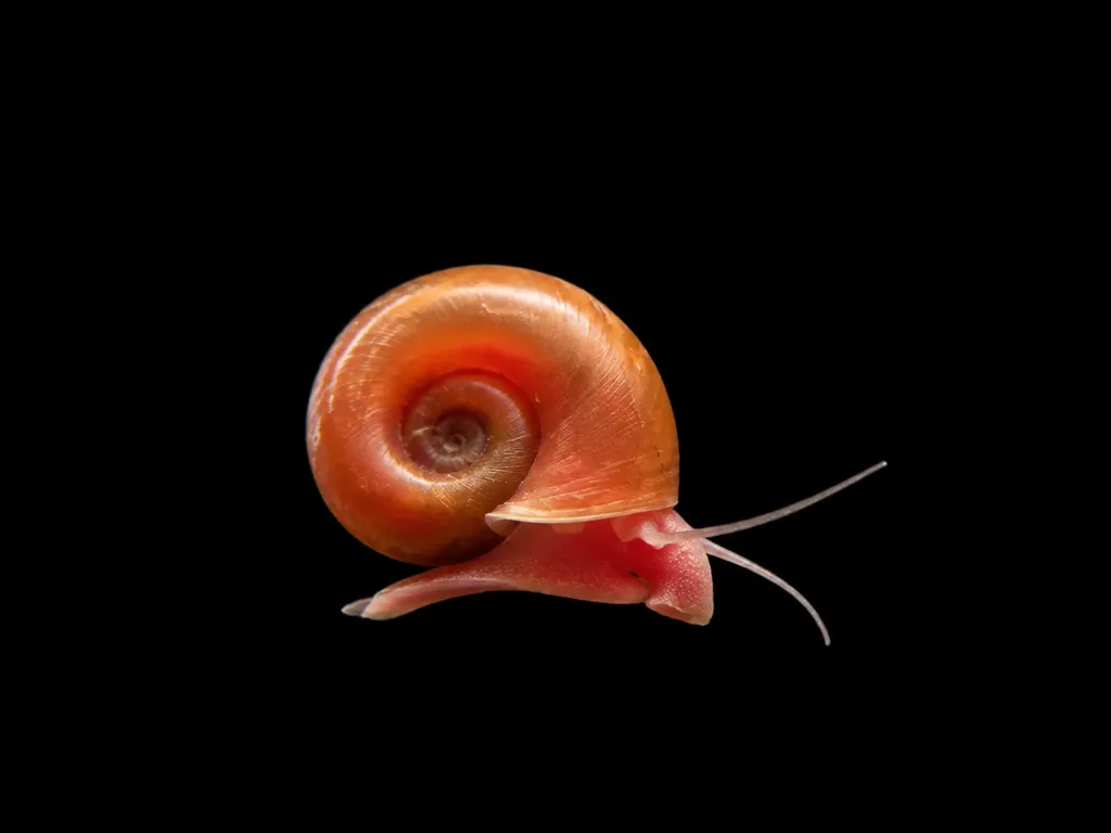 Red ramshorn snail (Indoplanorbis exustus)
