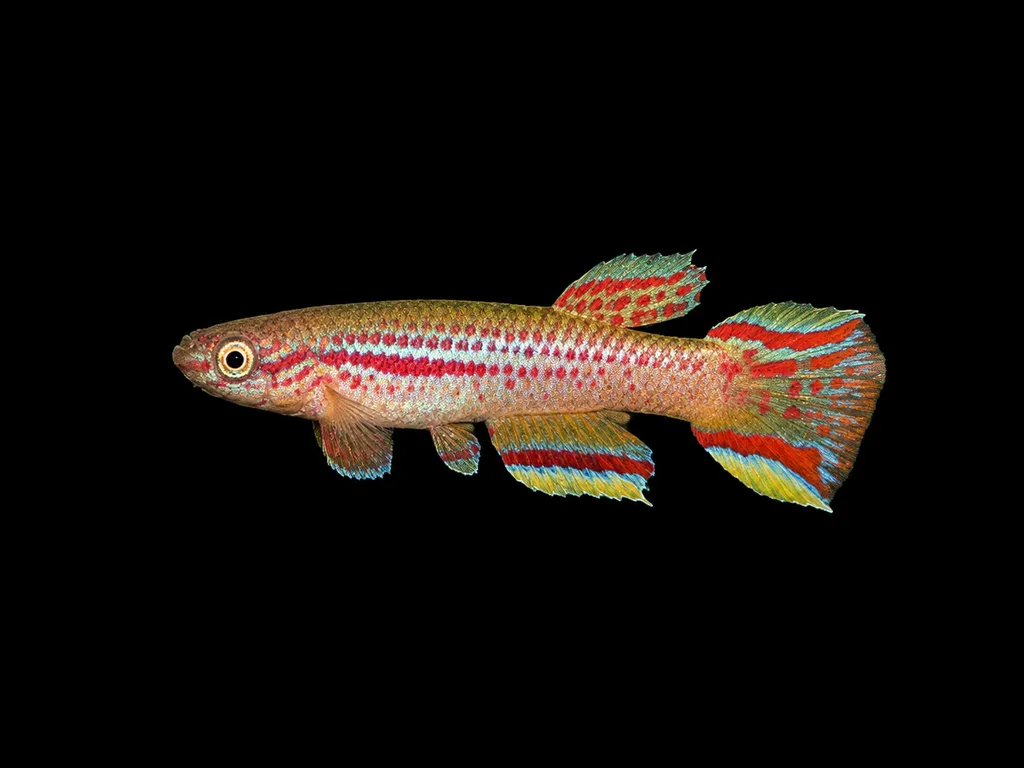 Red-seam killifish (Aphyosemion calliurum)