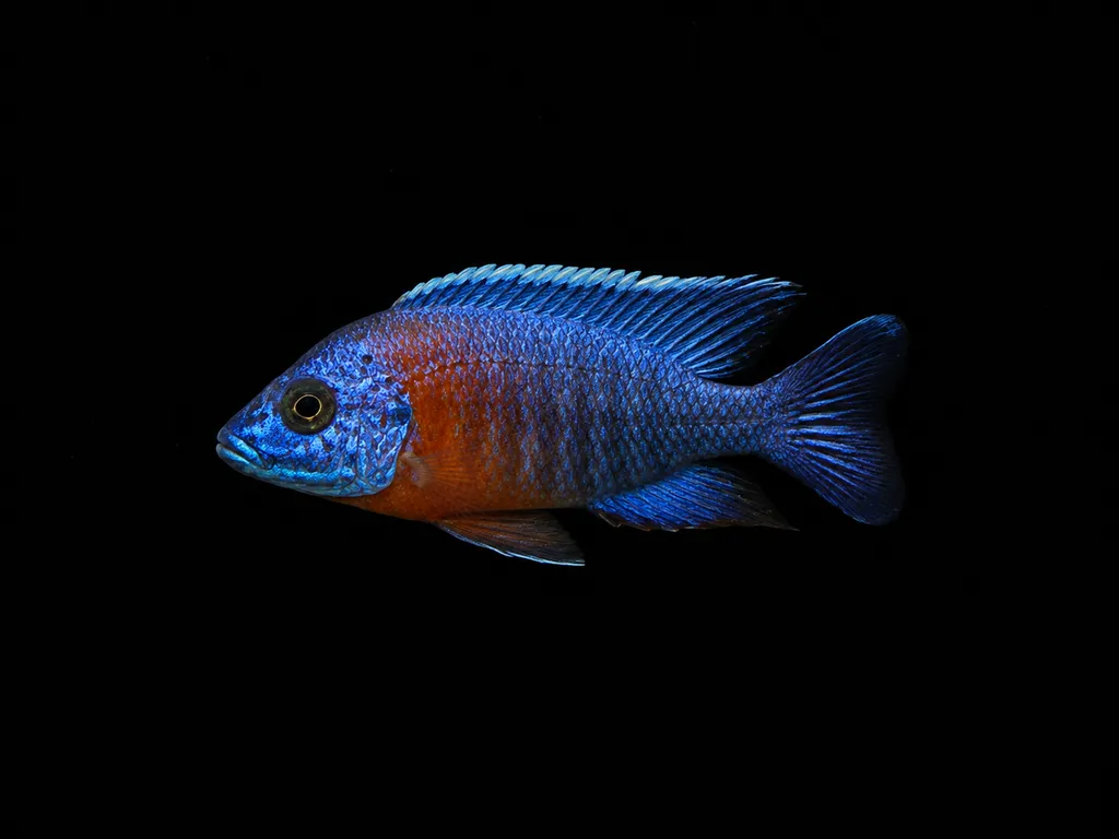 Red shoulder peacock (Aulonocara hansbaenschi)