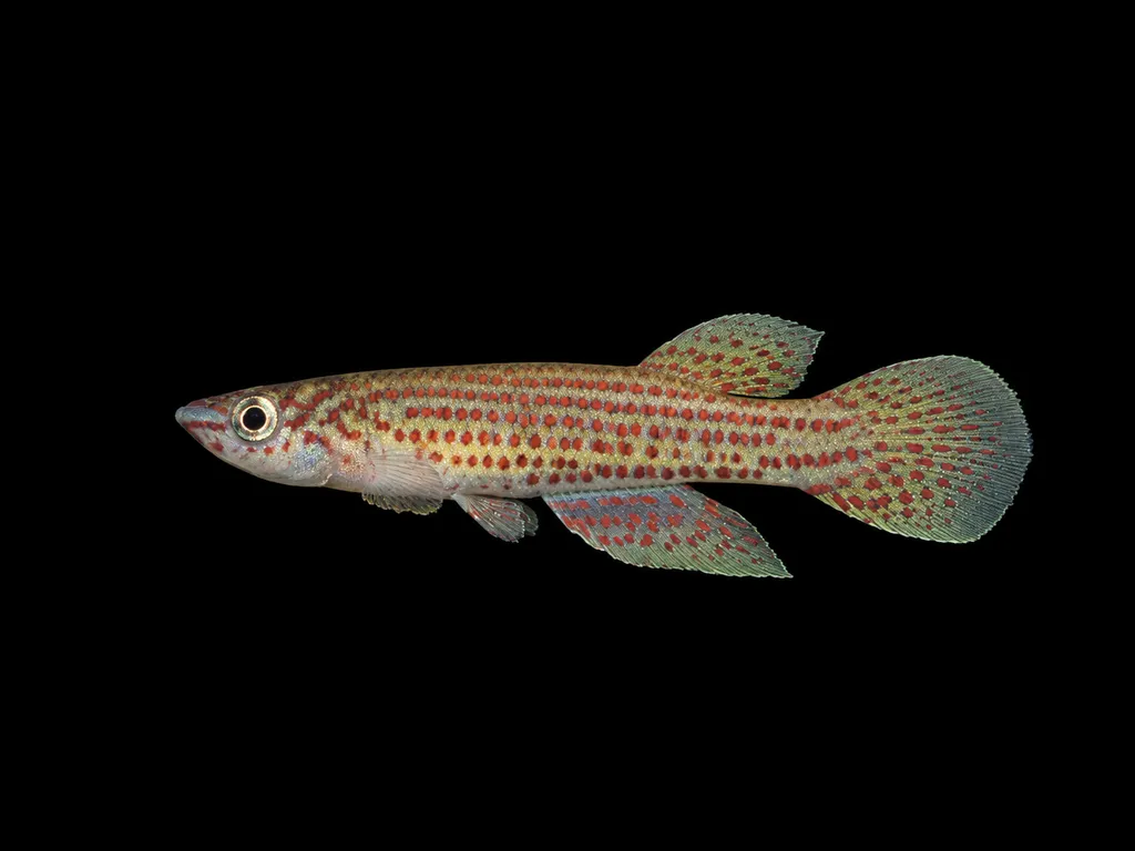 Singa panchax (Epiplatys singa)