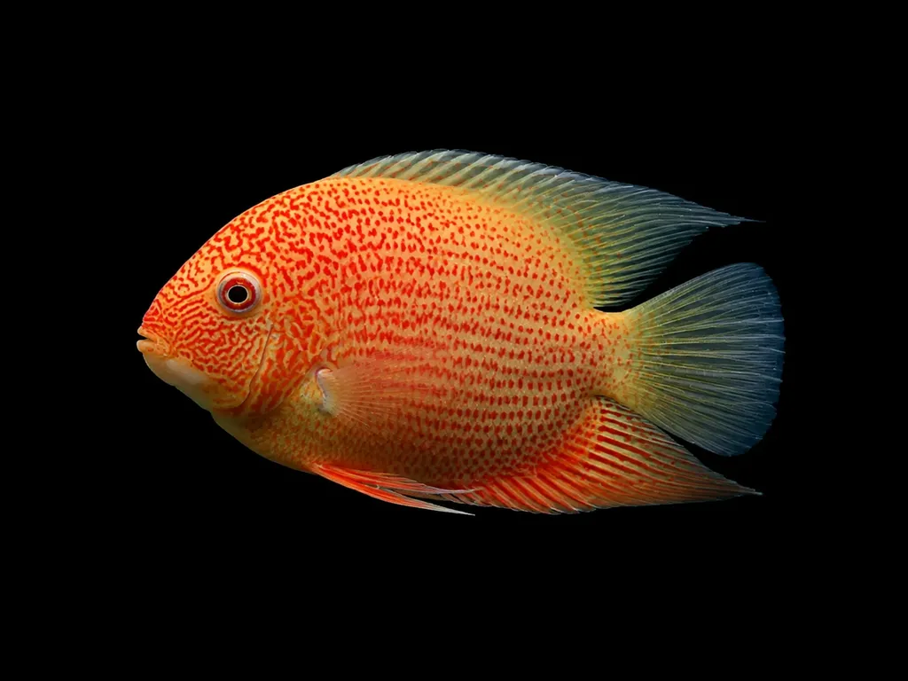 Red spotted severum (Heros efasciatus)