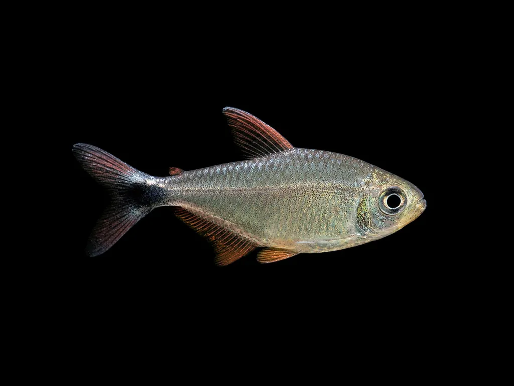Robustulus tetra (Hyphessobrycon robustulus)