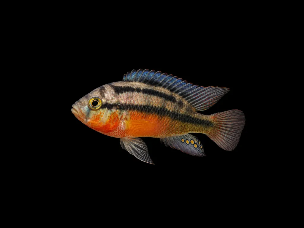 Rock kribensis (Paralabidochromis sauvagei)