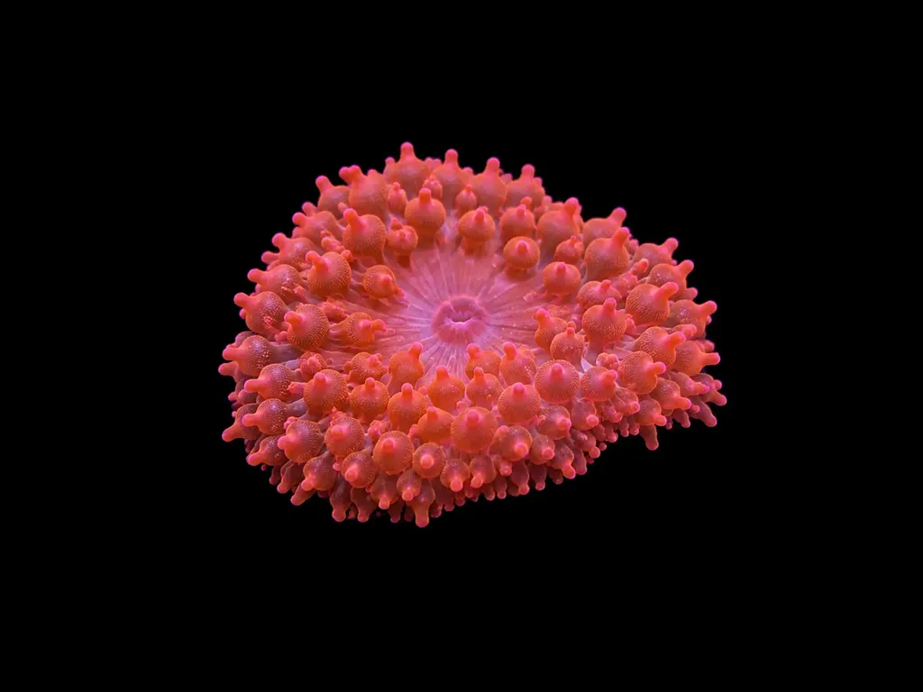 Rose bubble tip anemone (Entacmaea quadricolor)