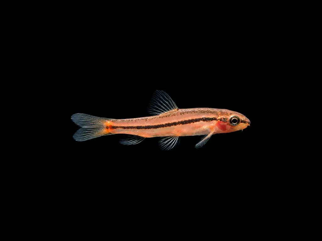 Rosy loach (Petruichthys sp. 'rosy')
