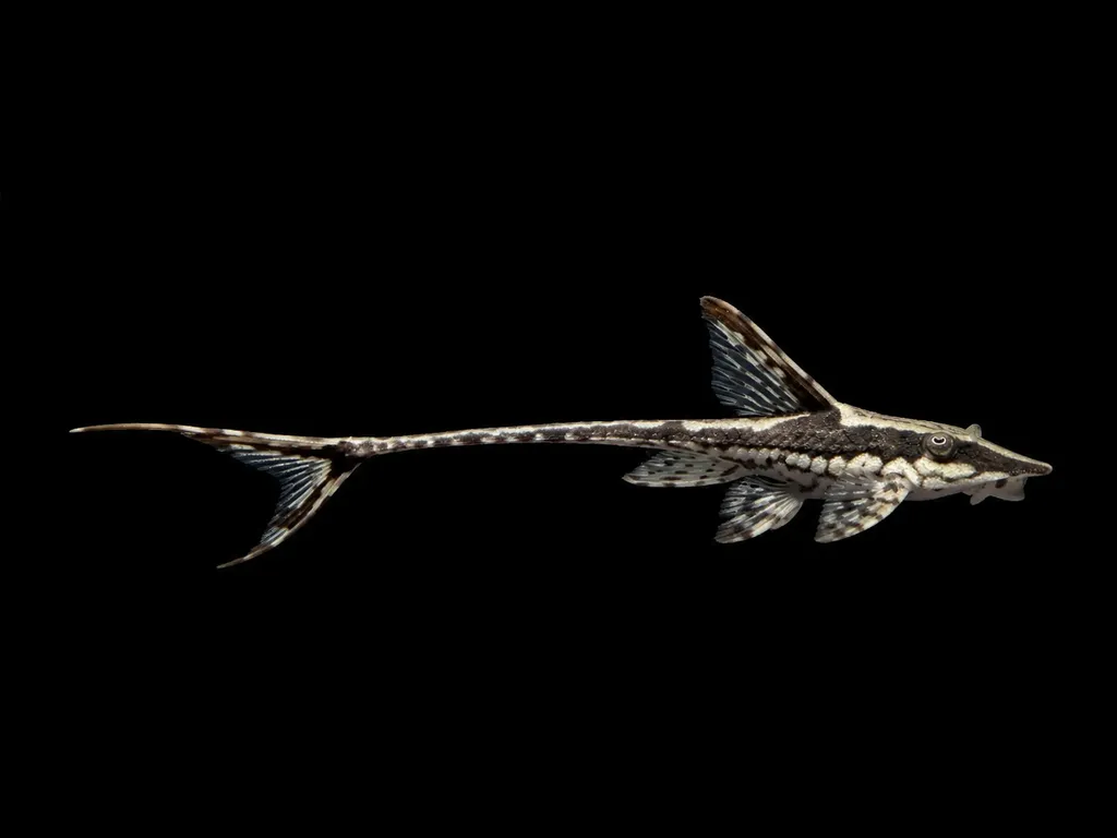 Royal whiptail catfish (Sturisoma panamense)