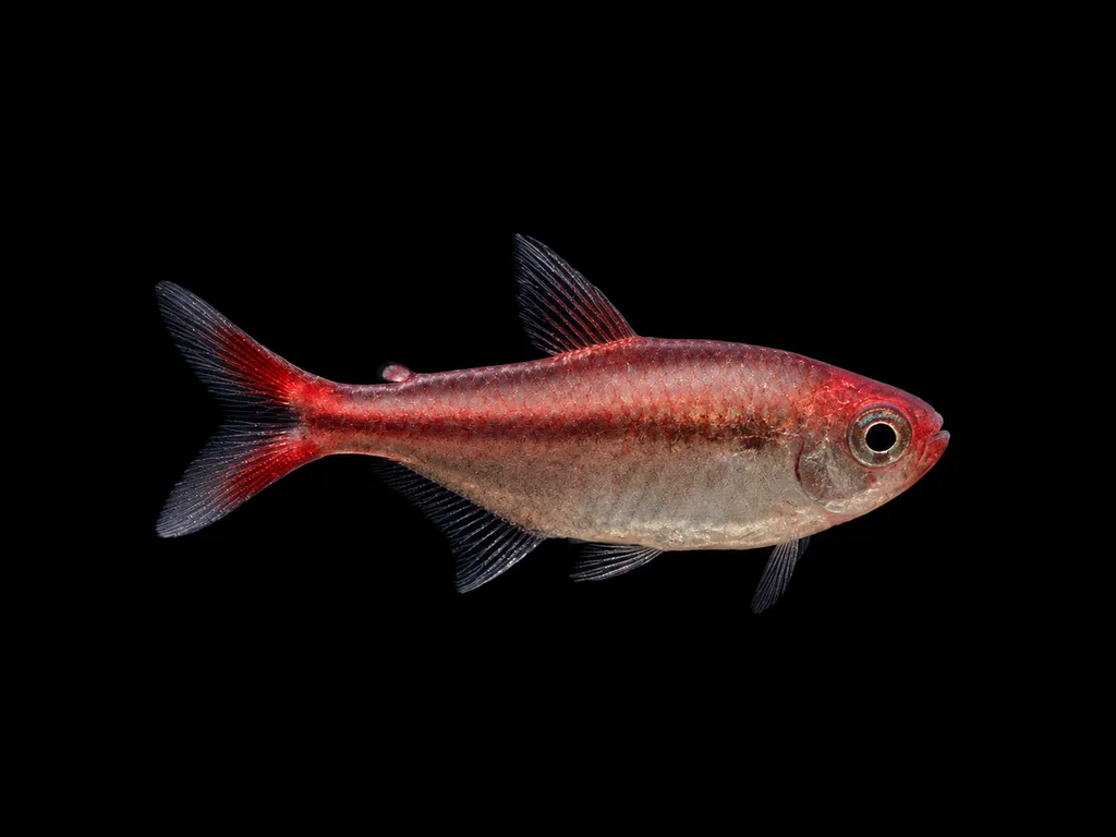 Ruby moenkhausia (Moenkhausia rubra)