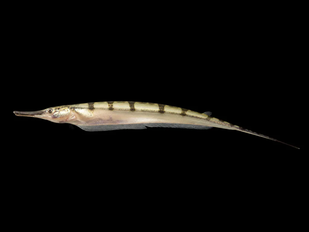 Sand knifefish (Gymnorhamphichthys rondoni)
