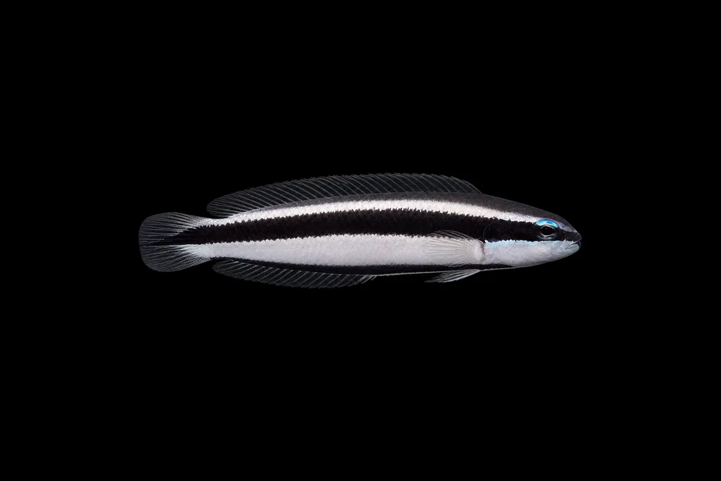 Sankey's dottyback (Pseudochromis sankeyi)