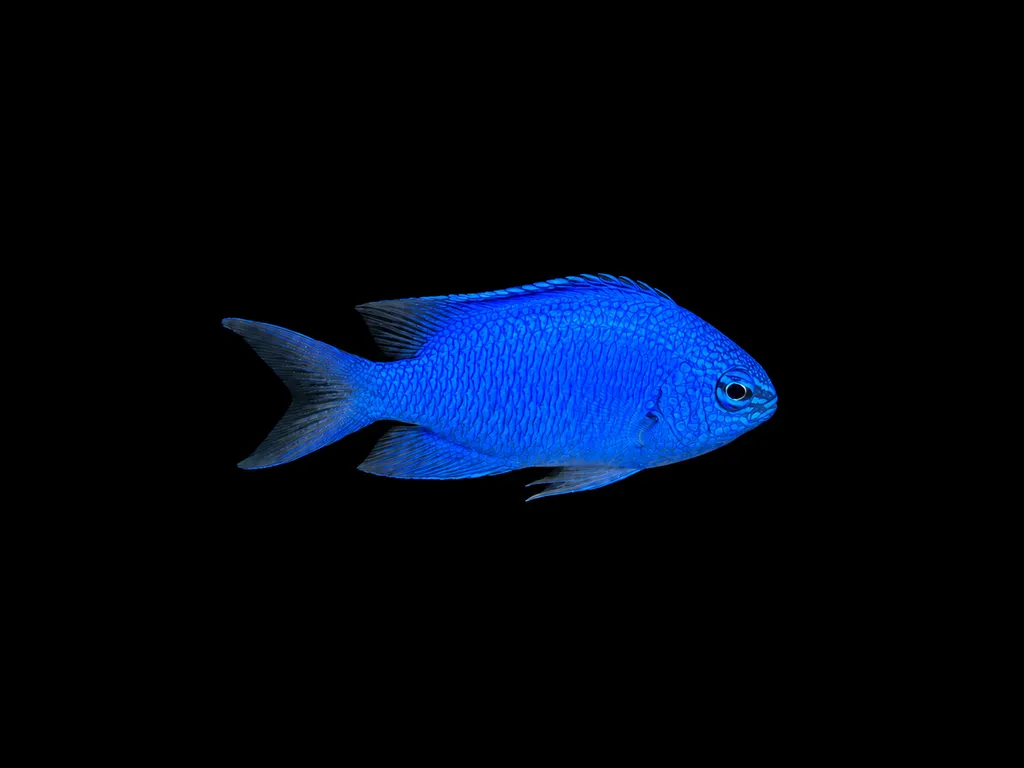 Sapphire damsel (Pomacentrus pavo)