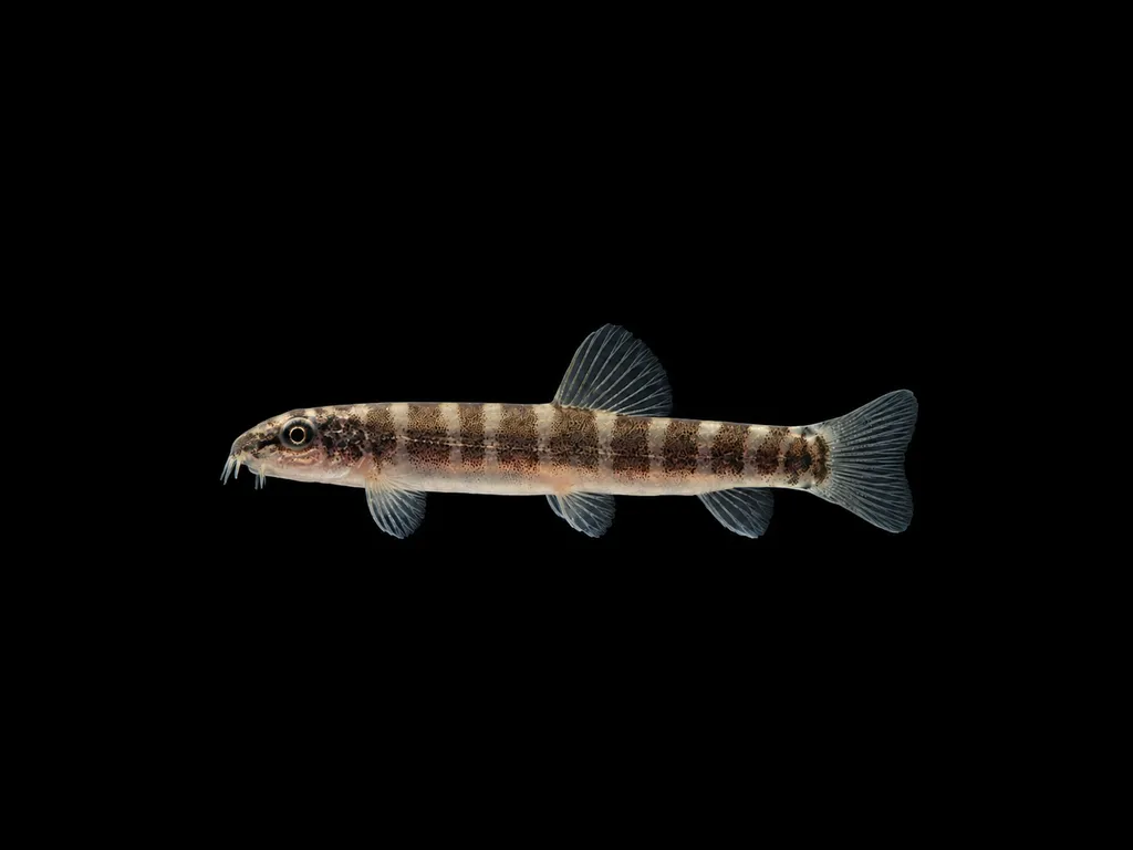 Savona loach (Schistura savona)