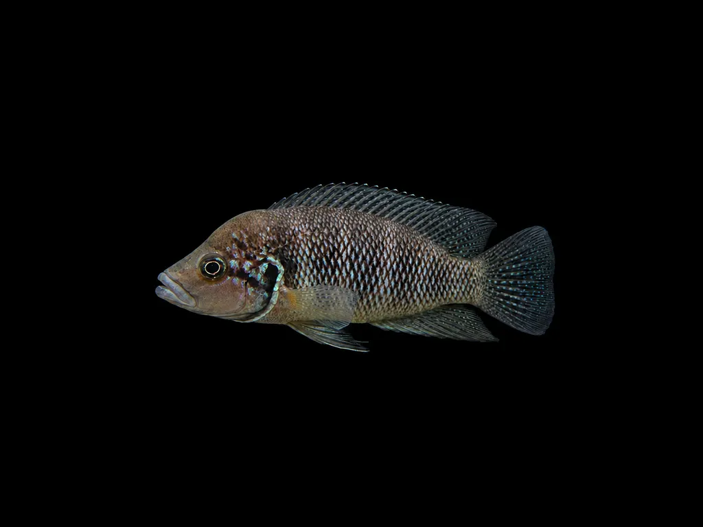 Savory's cichlid (Neolamprologus savoryi)