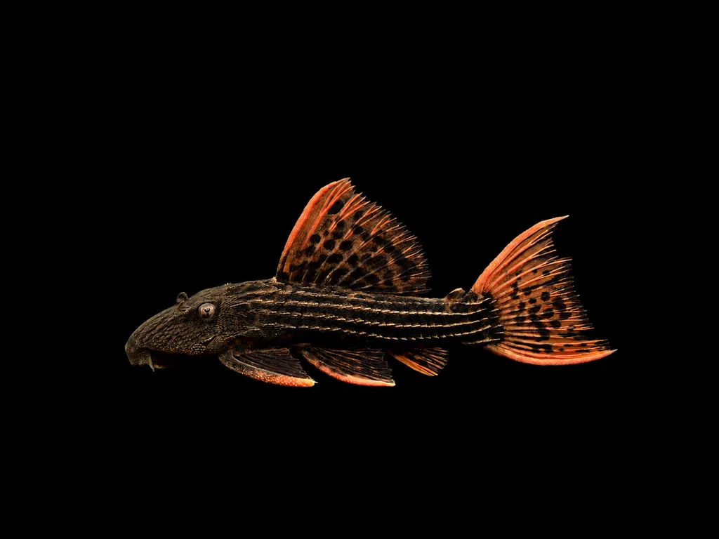 Scarlet cactus pleco (L025) (Pseudacanthicus pirarara)