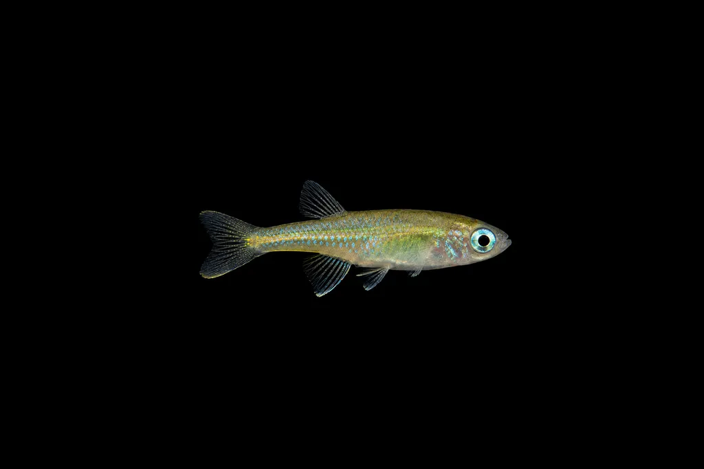 Scheel's lampeye (Poropanchax scheeli)