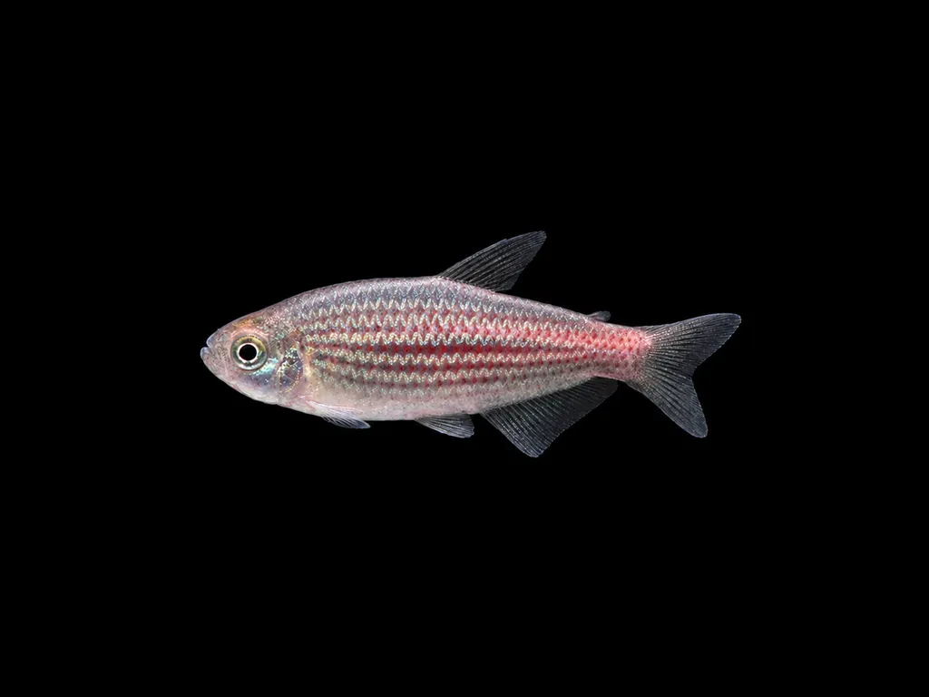 Scratched inpa tetra (Inpaichthys parauapiranga)