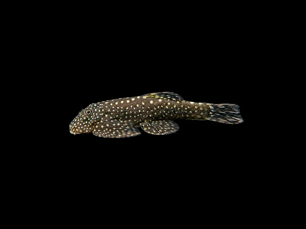 Serian Borneo sucker (Gastromyzon scitulus)