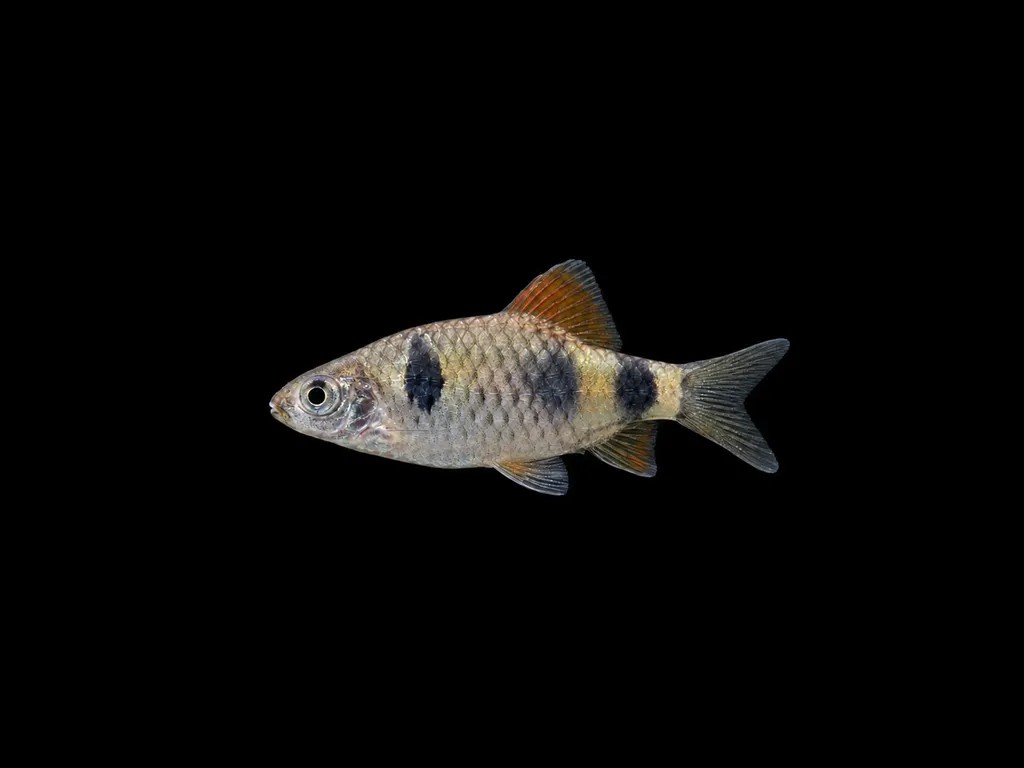 Setna barb (Pethia setnai)