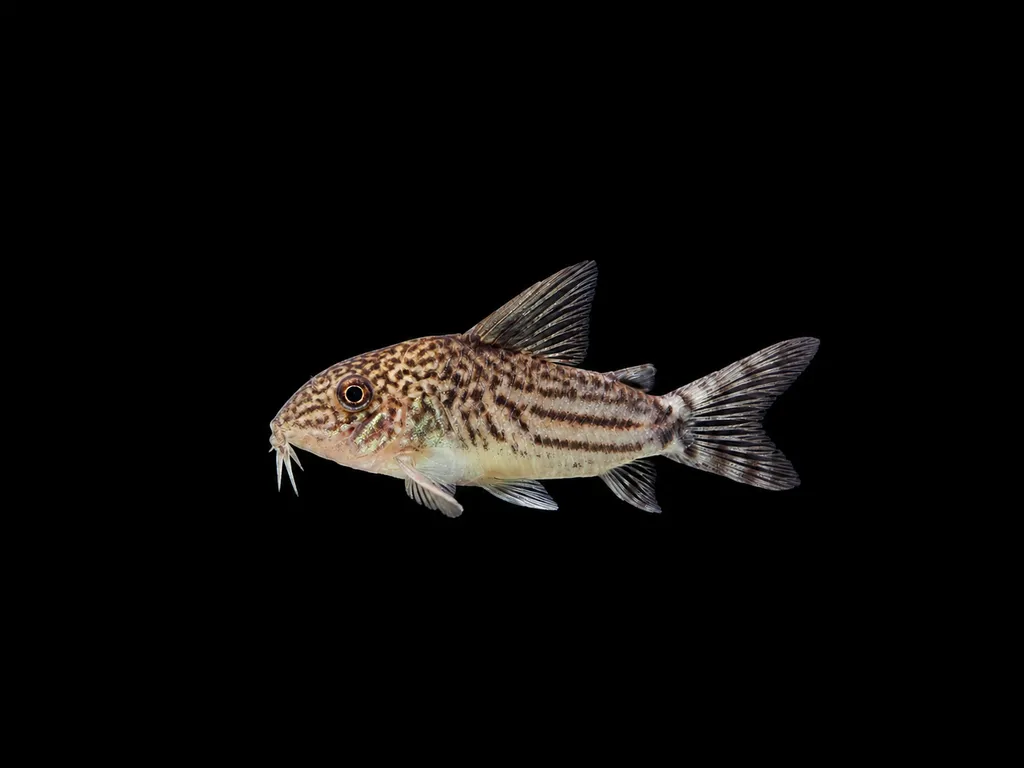 Seuss's cory (Brochis seussi)