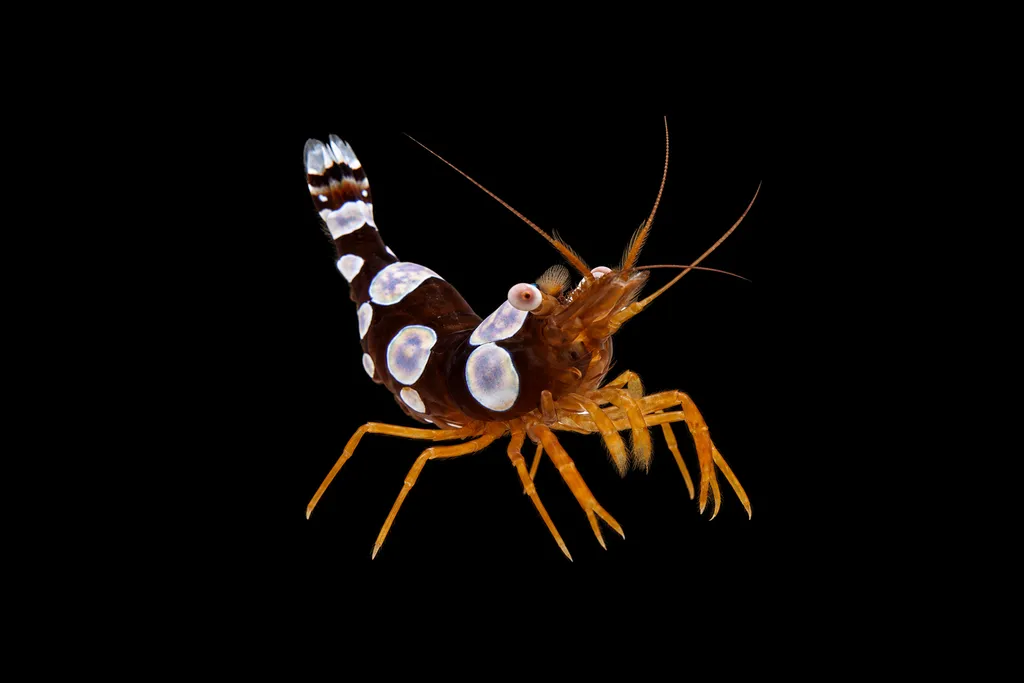 Sexy shrimp (Thor amboinensis)