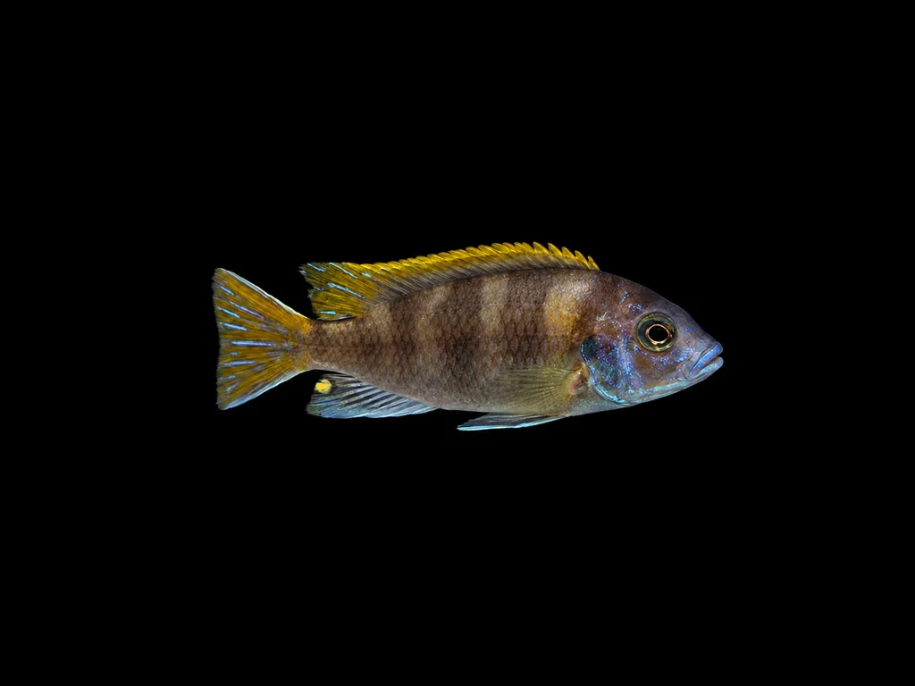 Shell mbuna (Maylandia lanisticola)