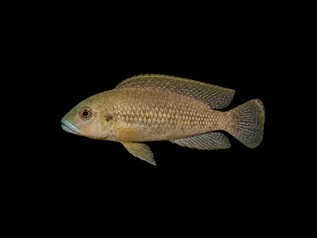Shell thief cichlid (Lamprologus callipterus)