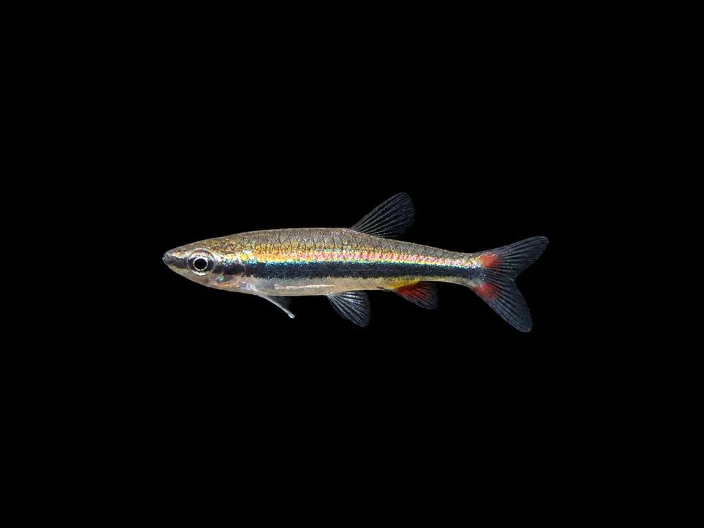 Shining pencilfish (Nannostomus nitidus)