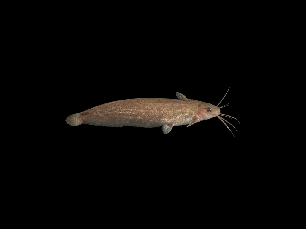 Short-finned tandan (Neosilurus brevidorsalis)